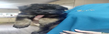 German Shepherd Puppy 4