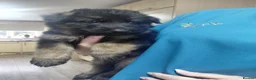 German Shepherd dogs for sale: German Shepherd male Ready now  - Advert 27