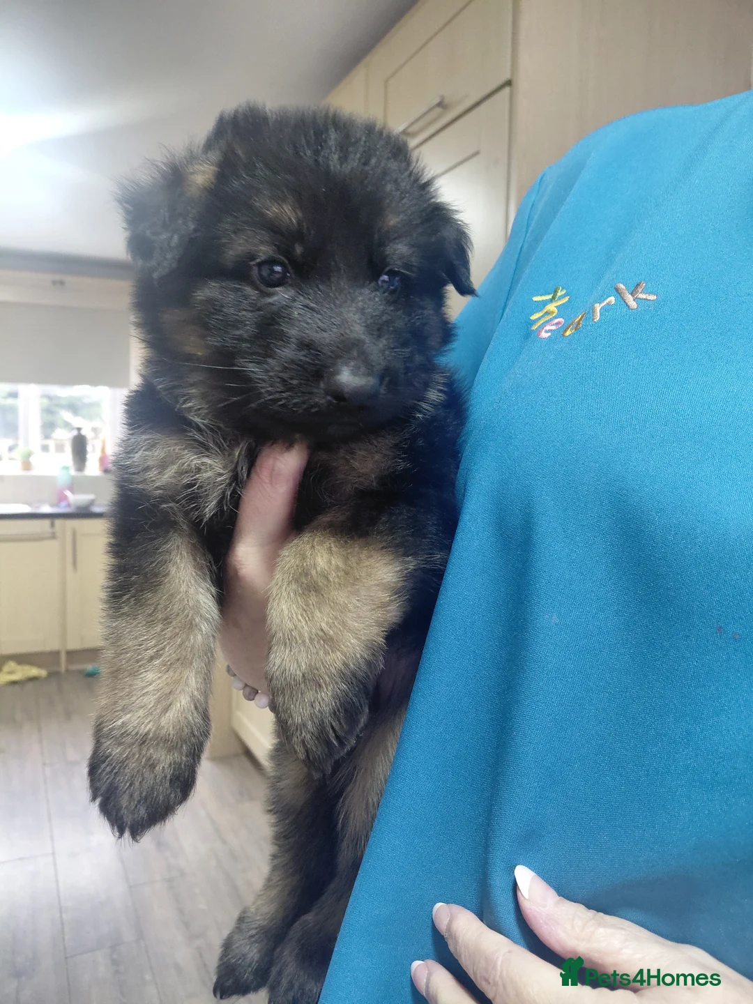 German Shepherd dogs for sale: German Shepherd male Ready now  - Advert 27