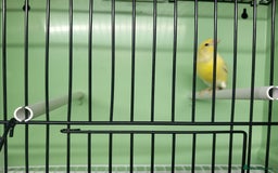 Canaries birds for sale: Canaries  - Image 8