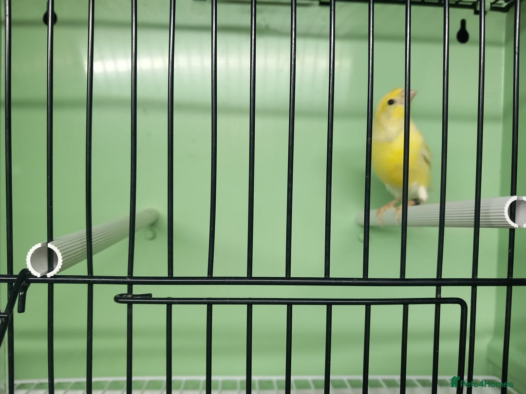 Canaries birds for sale: Canaries  - Image 8