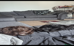 Cockapoo dogs for sale: 2 beautiful F2 cockapoos  - Image 9