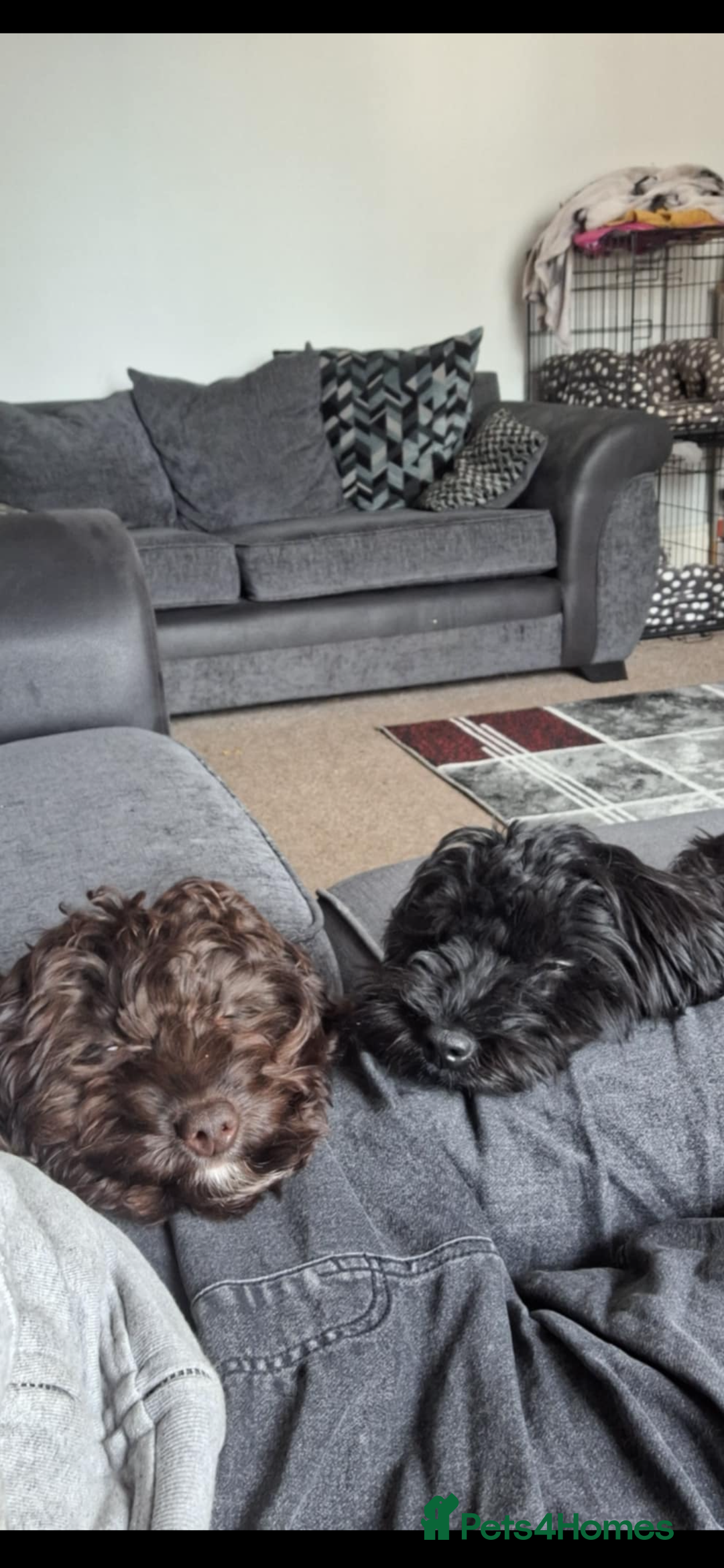 Cockapoo dogs for sale: 2 beautiful F2 cockapoos  - Image 9