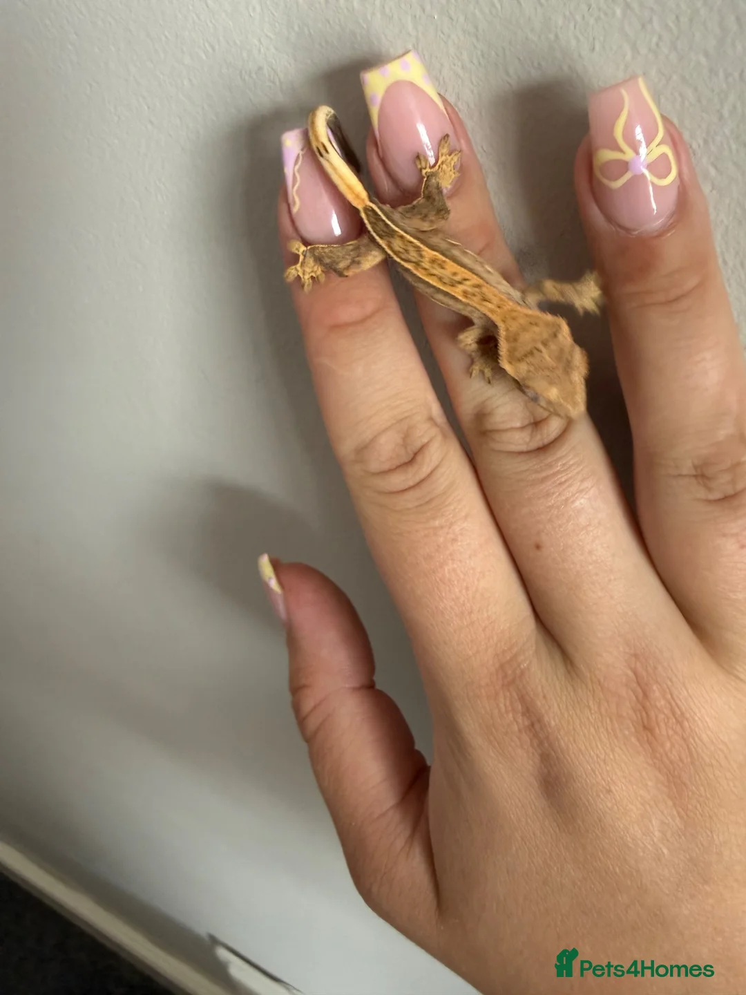 Gecko reptiles for sale: Crested gecko for sale  - Advert 15