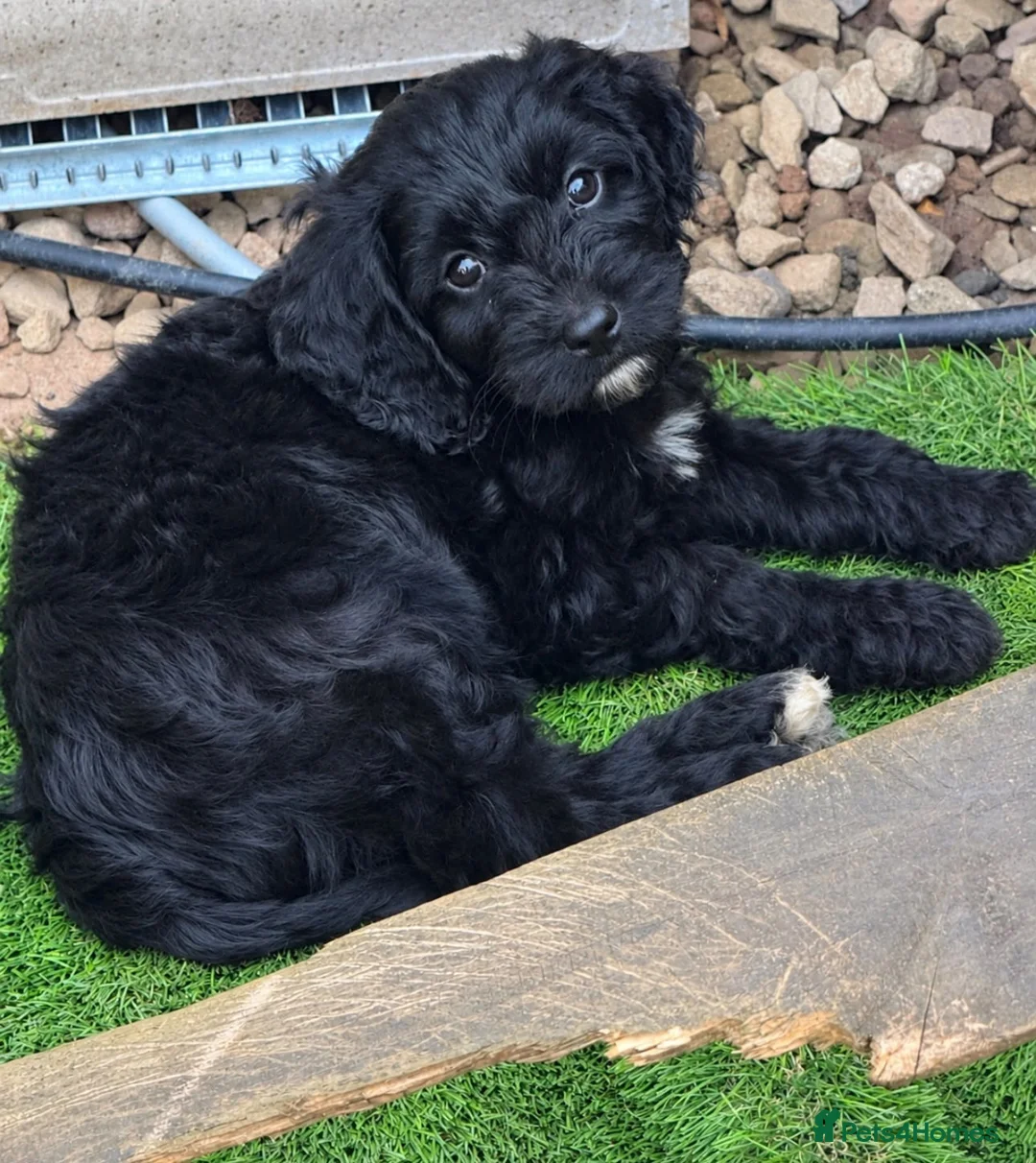 Cavapoo dogs for sale: Beautifull health tested cavapoos last female ❤️ - Advert 2