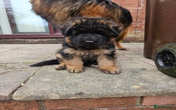 German Shepherd dogs for sale: 2 Chunky GSD boys looking for forever home  - Image 16
