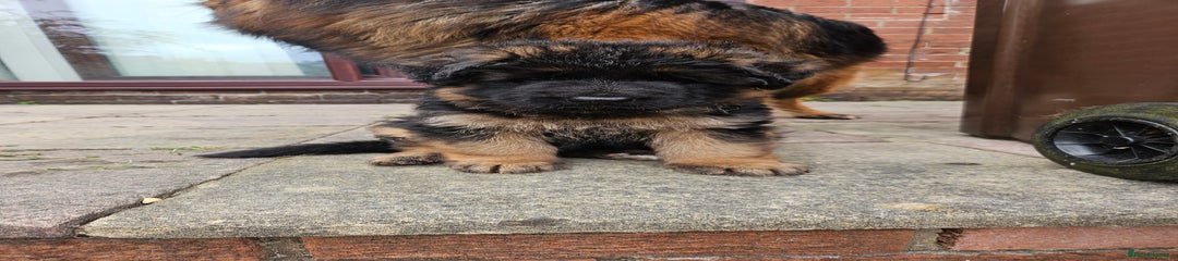 German Shepherd Puppy 2