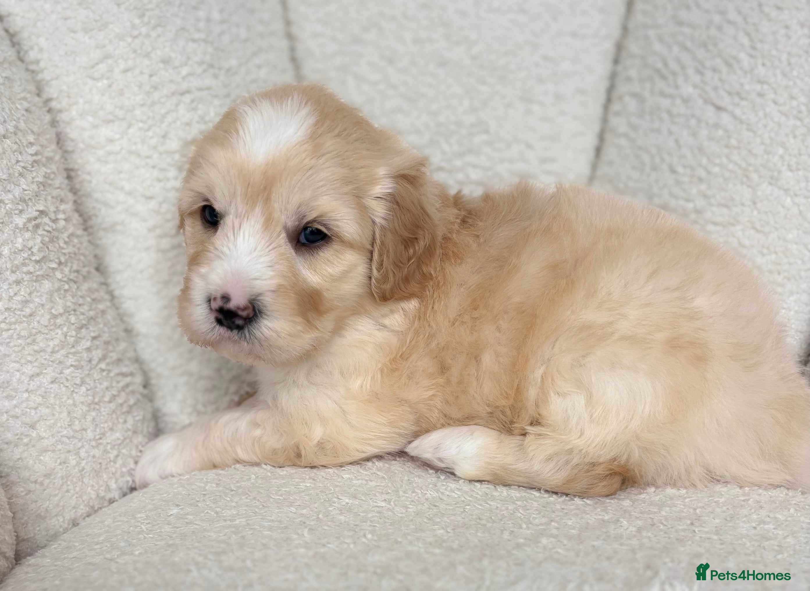 Goldendoodle dogs 🌟 Health Tested Multigen Goldendoodle Puppies 🌟 - Advert 2