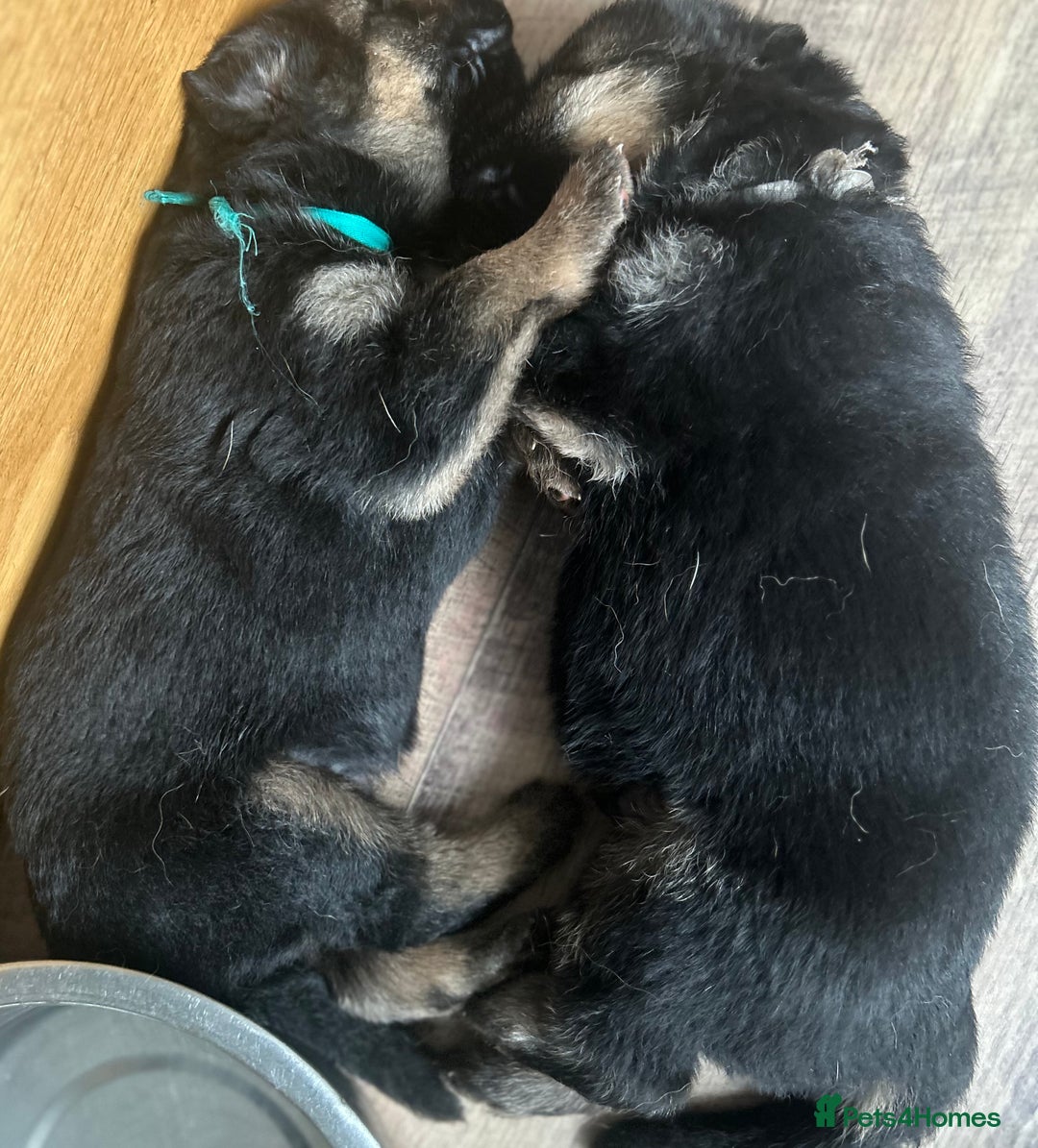 German Shepherd dogs for sale: Kc Registered German Shepherd Puppies - Advert 12