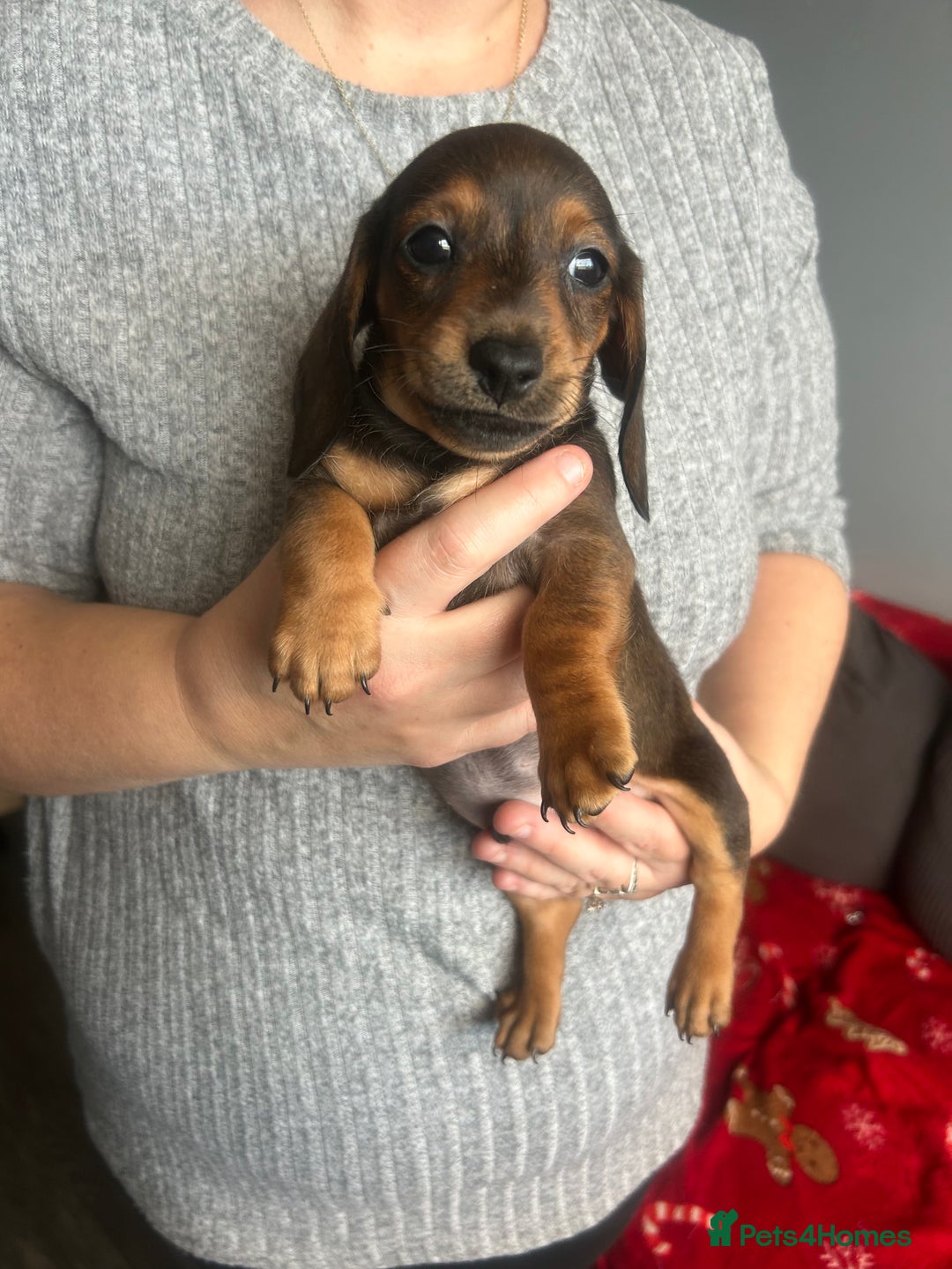 Miniature Dachshund dogs for sale: Miniature dachshund - Advert 18