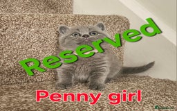 British Shorthair cats for sale: British shorthair kittens , ONLY 1 BOYS LEFT!!! - Image 4