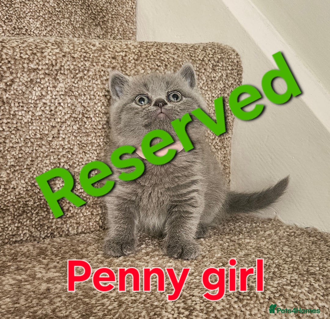 British Shorthair cats for sale: British shorthair kittens , ONLY 1 BOYS LEFT!!! - Image 4