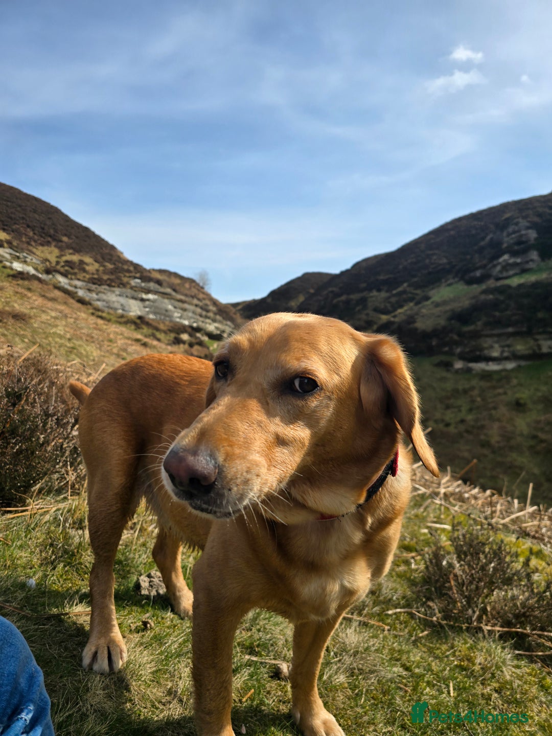 Goldador dogs for sale: Labrador X - Rehoming Request - Advert 2