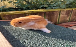 Mini Lop rabbits for sale: Beautiful mini lops - Image 5