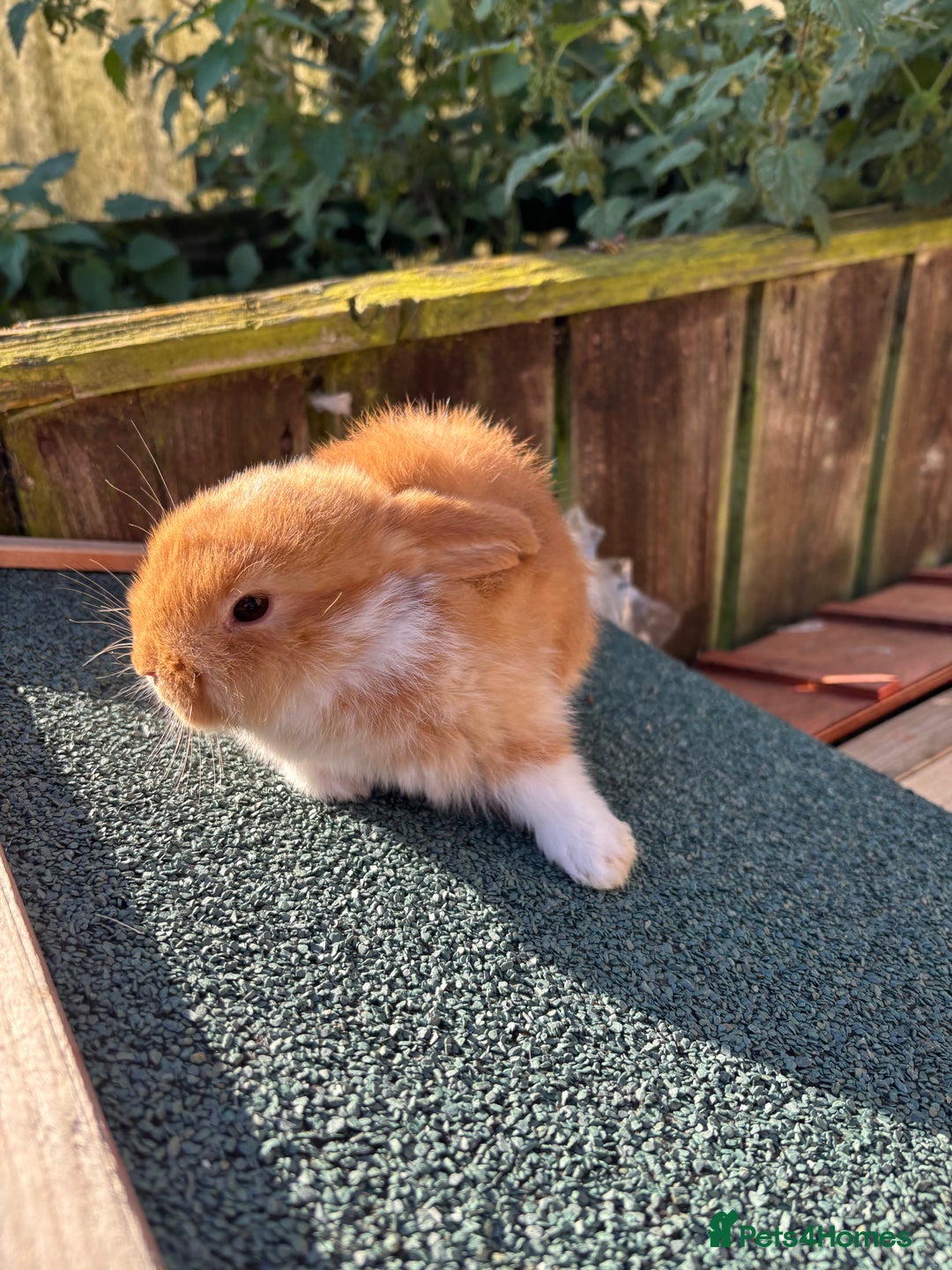 Mini Lop rabbits for sale: Beautiful mini lops - Image 5