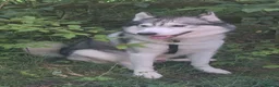 Siberian Husky dogs for stud: husky for stud - Advert 4