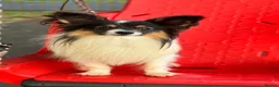 Papillon dogs for sale: Beautiful Pedigree Papillon Puppies in Stourport-on-Severn - Advert 4