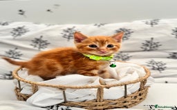Ragdoll cats for sale: CUTE AND PLAYFUL HALF RAGDOLL KITTENS  - Image 8