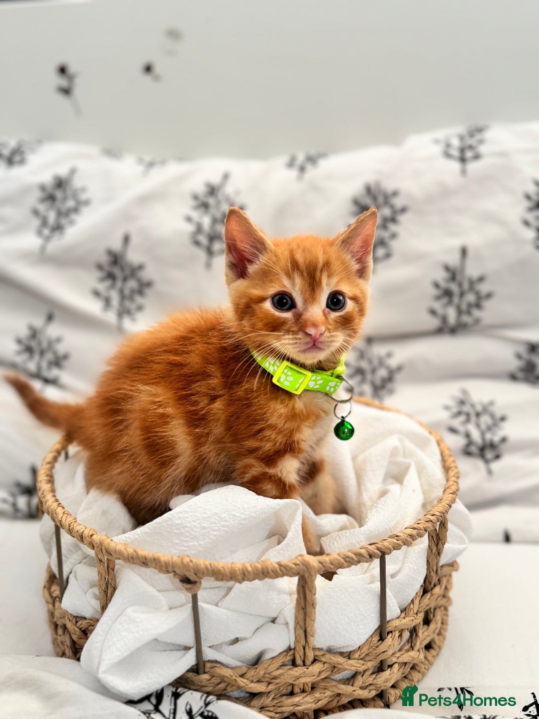 Ragdoll cats for sale: CUTE AND PLAYFUL HALF RAGDOLL KITTENS  - Image 8