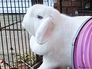 Mini Lop rabbits Spayed and neutered rabbits for adoption Vac rhd2 - Advert 3