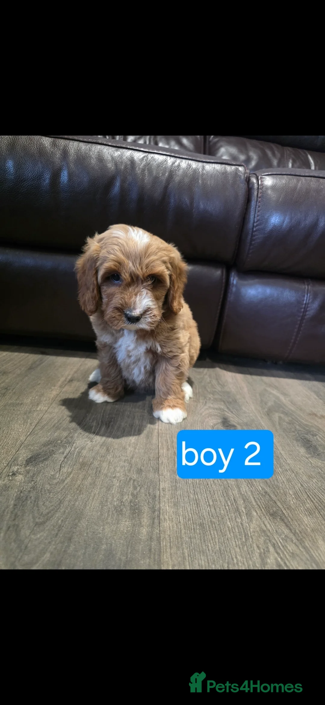 Cockapoo dogs for sale: Adorable Cockapoo pups ready to go 🐾 - Advert 20