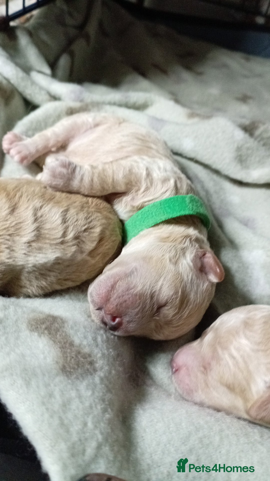 Maltipoo dogs for sale: Golden Maltipoos  - Image 12