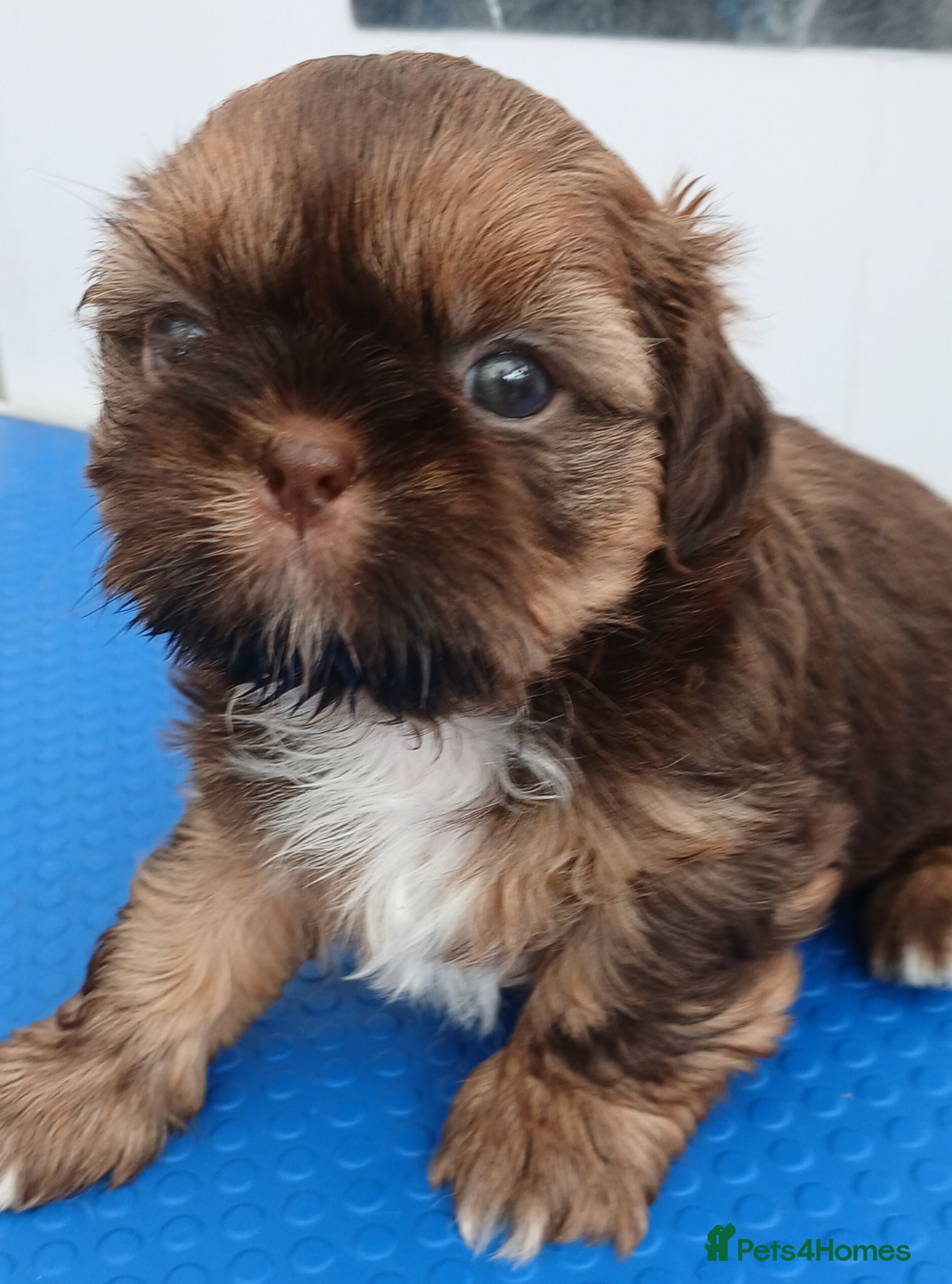 Shih Tzu dogs Beautiful  shihtzu  - Advert 1