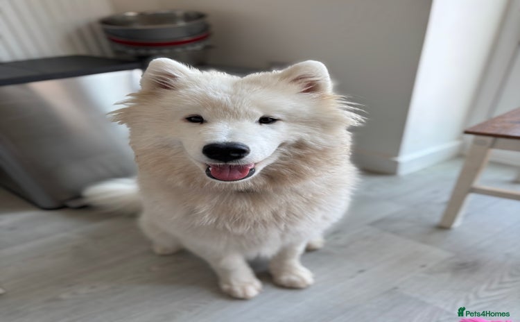 Samoyed dogs - Advert 1