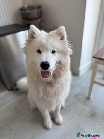 Samoyed dogs - Advert 1