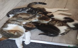 Mixed Breed cats for sale: Kittens for sale  - Image 20