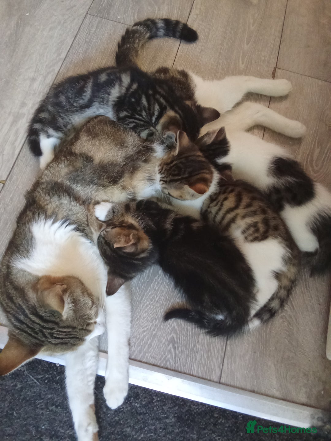 Mixed Breed cats for sale: Kittens for sale  - Image 20