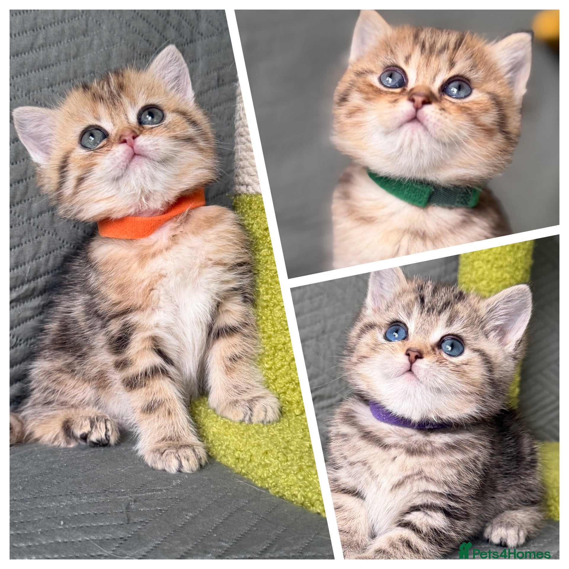 British Shorthair cats British sh/longhair odd/blue eyed golden kittens - Advert 1