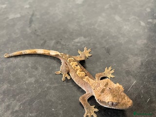 Gecko reptiles Crested Gecko babies available - Advert 2