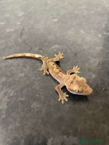 Gecko reptiles Crested Gecko babies available - Advert 1