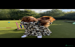 Pomeranian dogs for stud: Chocolate Stud Kc Registered ,Embark tested in Runcorn - Image 30