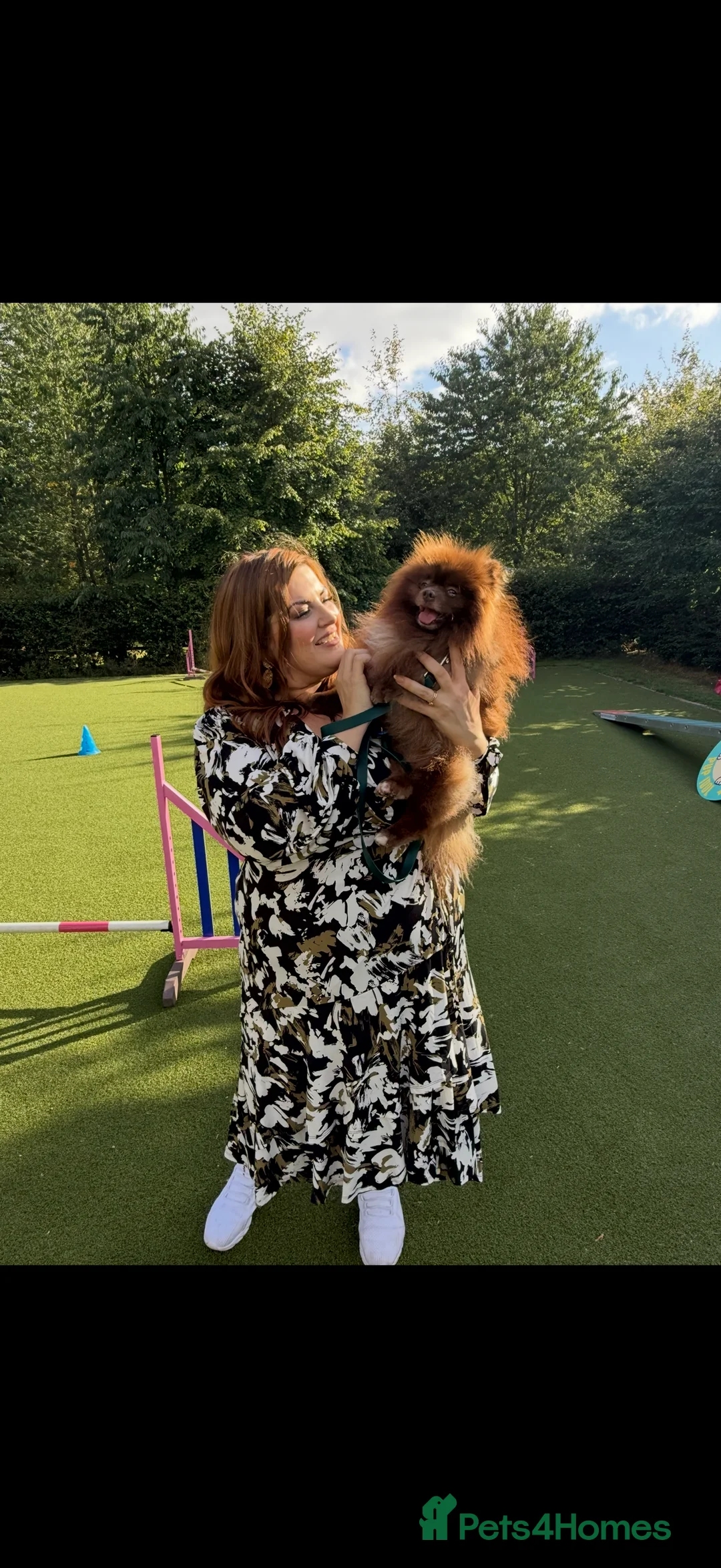 Pomeranian dogs for stud: Chocolate Stud Kc Registered ,Embark tested in Runcorn - Advert 30