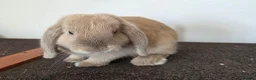 Mini Lop rabbits for sale: Pure Bred Mini Lop Buck - Ready Now (1 remaining) - Advert 2