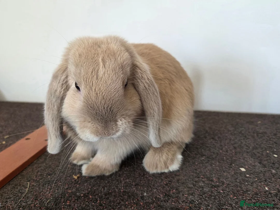 Mini Lop rabbits for sale: Pure Bred Mini Lop Buck - Ready Now (1 remaining) - Advert 2