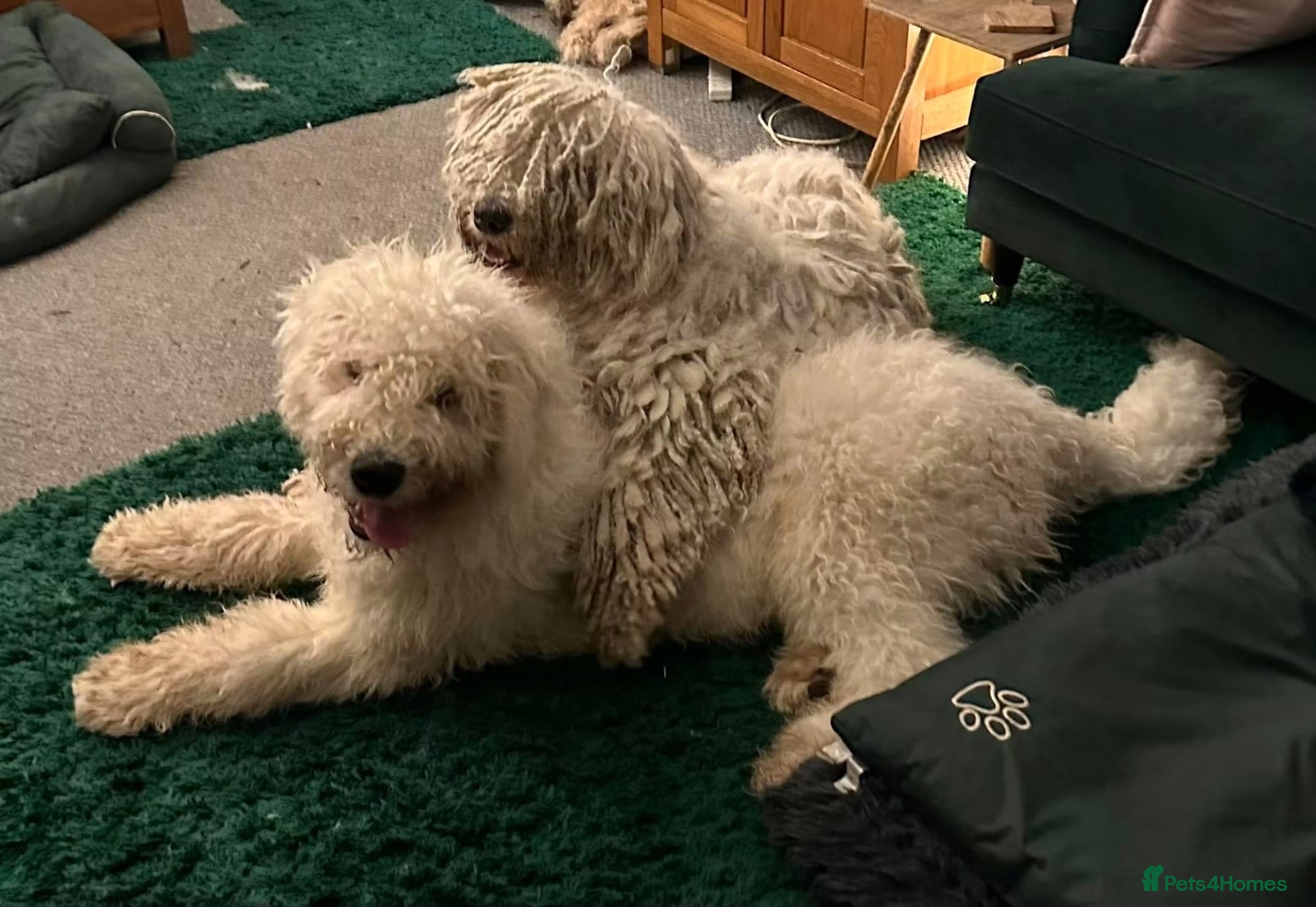 Komondor dogs Komondor Puppies - Advert 2
