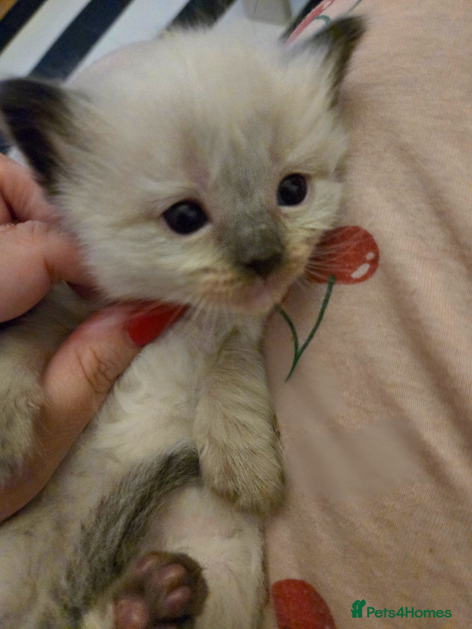 Ragdoll cats for sale: Stunning litter of Purebred Ragdoll kittens - Advert 38