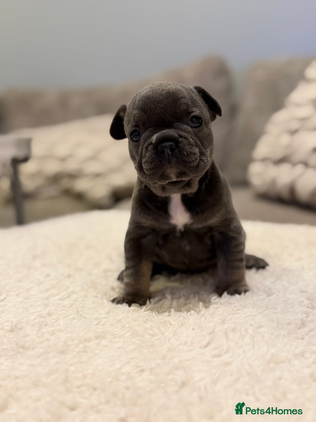 French Bulldog dogs for sale: Beautiful French bull dog puppies  - Advert 6