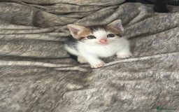 British Shorthair cats for sale: Beautiful twins kittens ready now   - Image 14