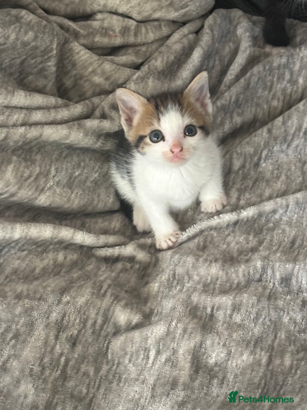 British Shorthair cats for sale: Beautiful twins kittens ready now   - Image 14