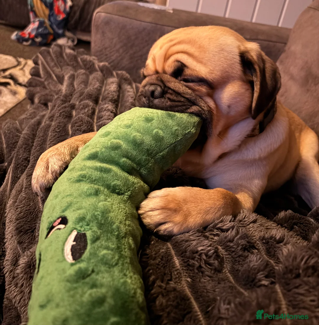 Pug dogs for sale: Beautiful Boy Pug in Stoke-on-Trent - Advert 1
