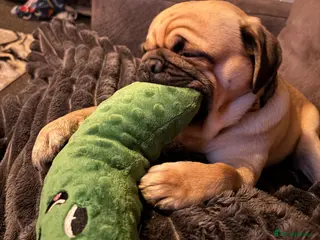 Pug dogs Beautiful Boy Pug in Stoke-on-Trent - Advert 1