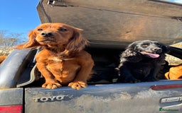 Cocker Spaniel dogs for stud: Fully health tested dark red working cocker stud - Image 8