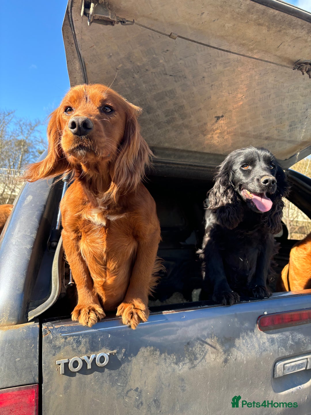 Cocker Spaniel dogs for stud: Fully health tested dark red working cocker stud - Image 8