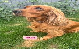 Cocker Spaniel dogs for sale: SUPERB SHOW TYPE COCKER SPANIEL PUPPIES  - Image 8