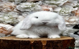 Mini Lop rabbits for sale: 🌟 PUREBRED MINI LOP BABIES 🌟 - Image 4