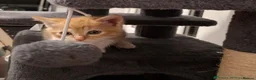 Mixed Breed cats for sale: 2 kittens ready to go - Advert 7